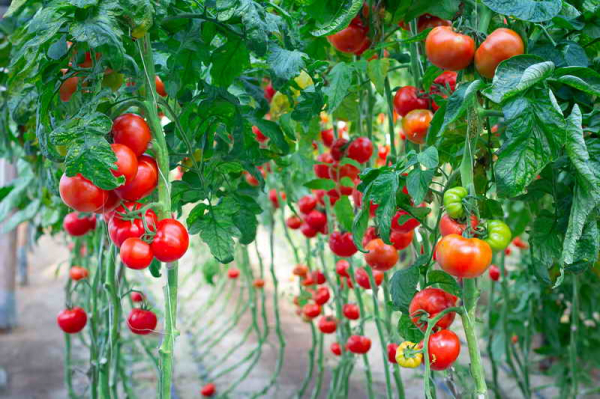 Самые распространенные красные сорта томатов